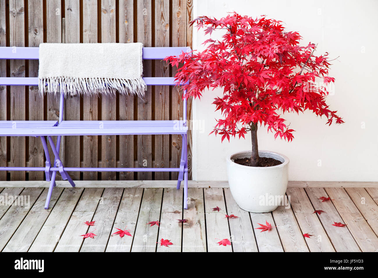 Maple tree in pot Stock Photo Alamy