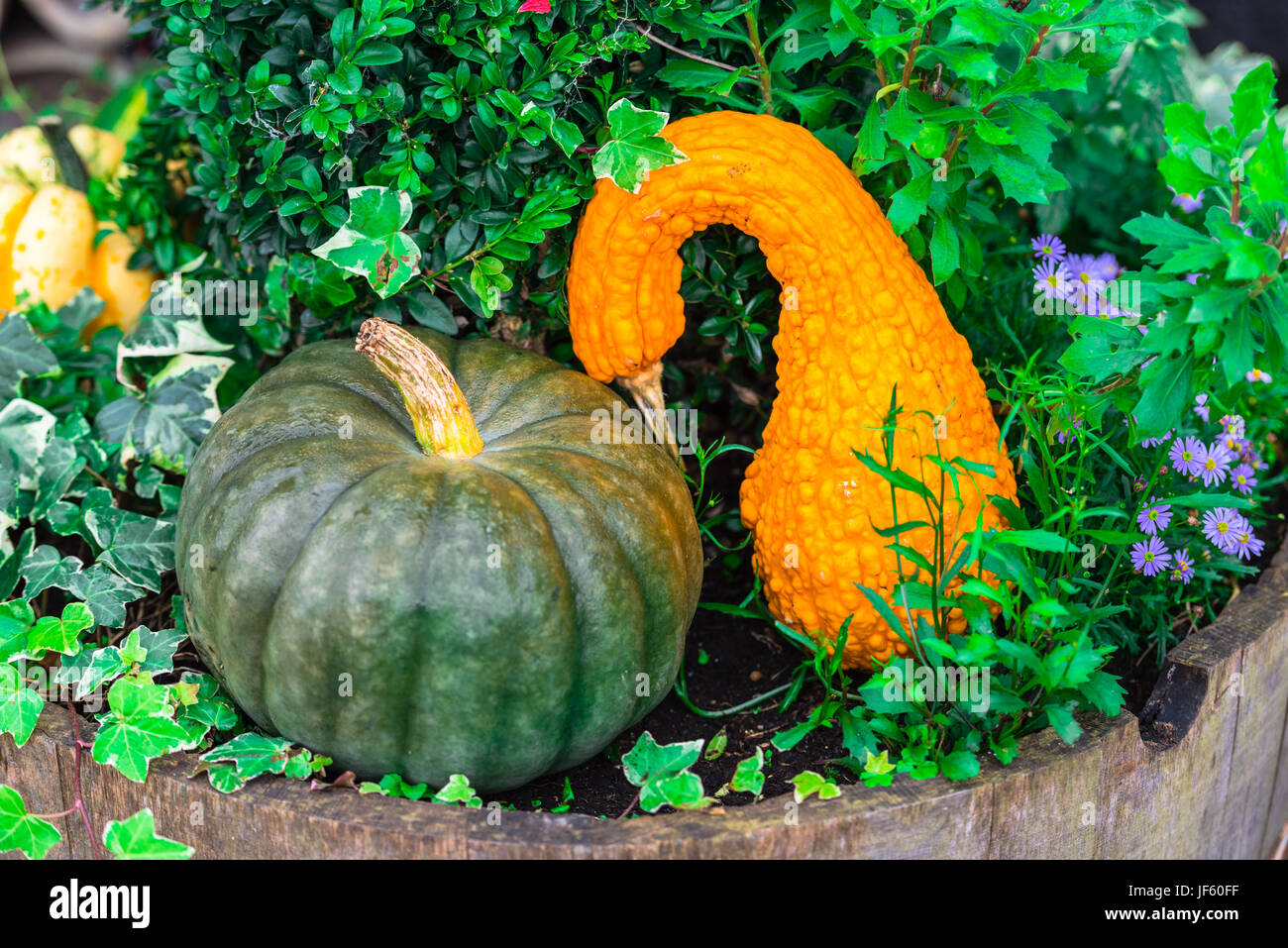 Orange pumpkins as a decoration. Shot with selective focus Stock Photo ...