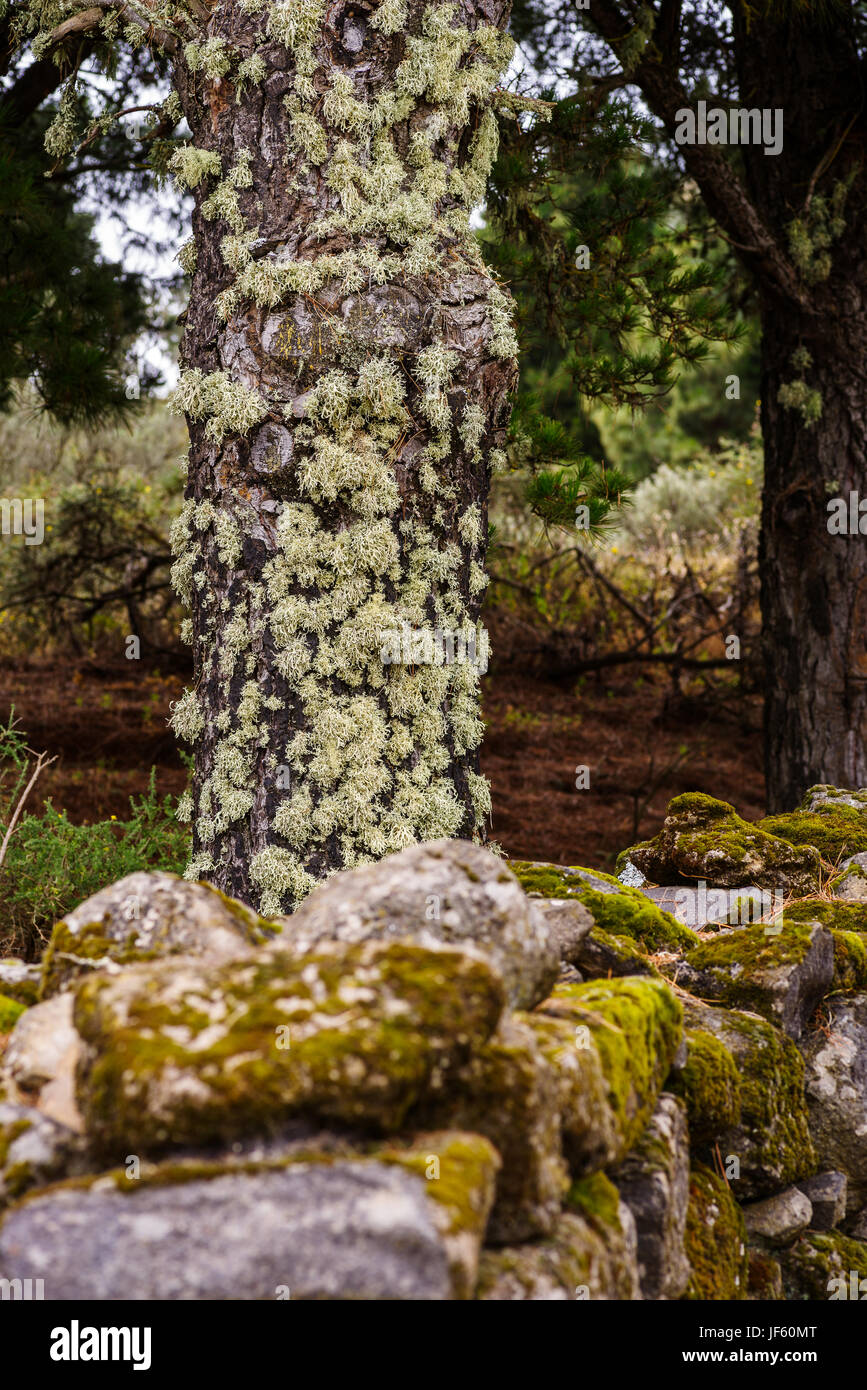 Lichens, Ramalina farinacea, on a tree trunk behind a moss-covered stone wall, Gran Canaria Stock Photo