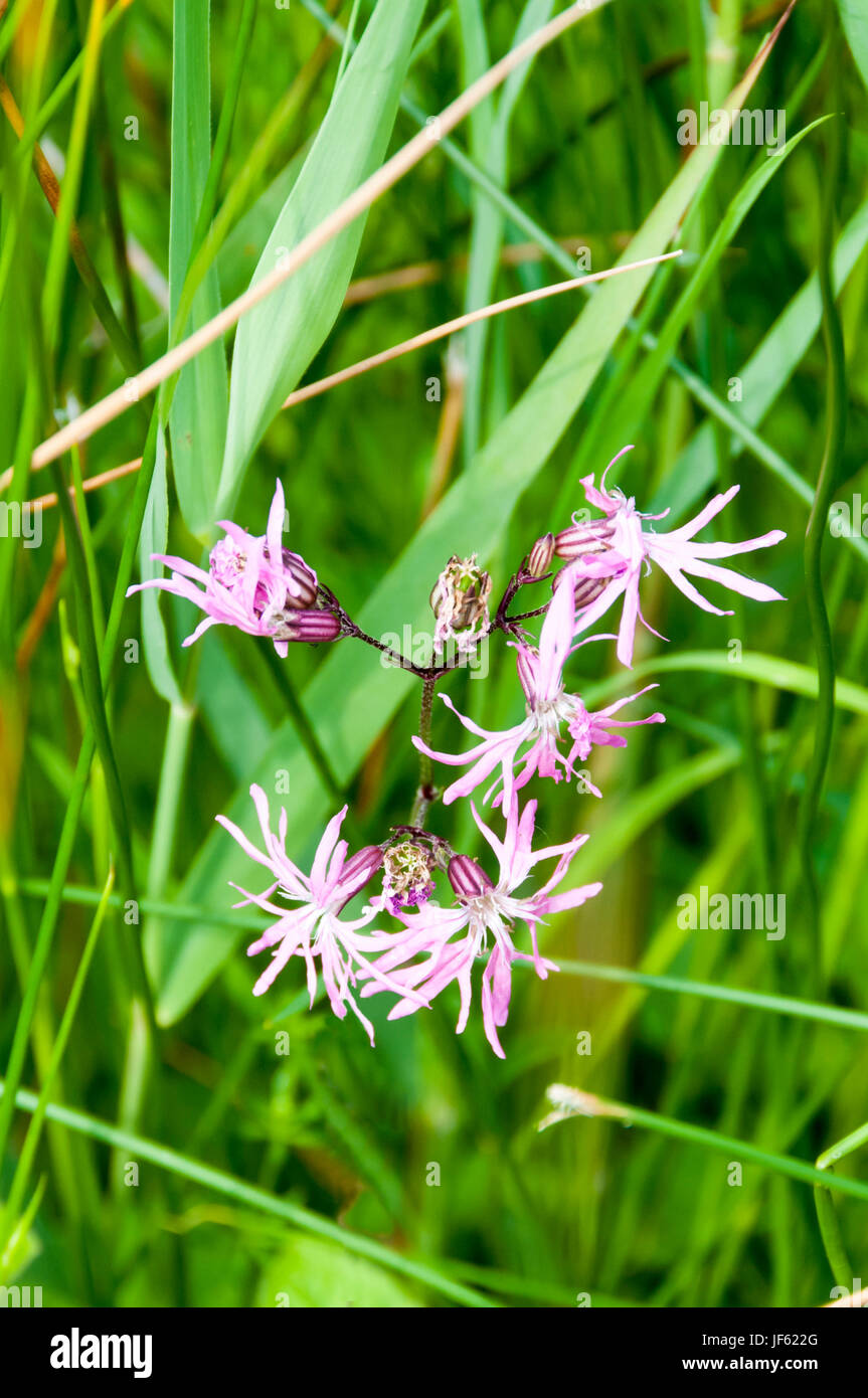 Ragged-Robin, Lychnis flos-cuculi, growing at Titchwell Marsh, Norfolk. It has declined in England partly due to modern farming draining wetlands. Stock Photo