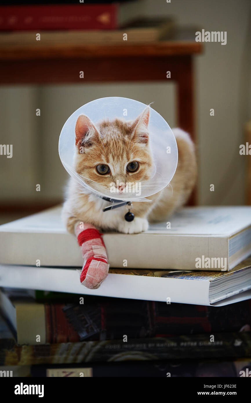 Cat wearing medical cone collar Stock Photo Alamy