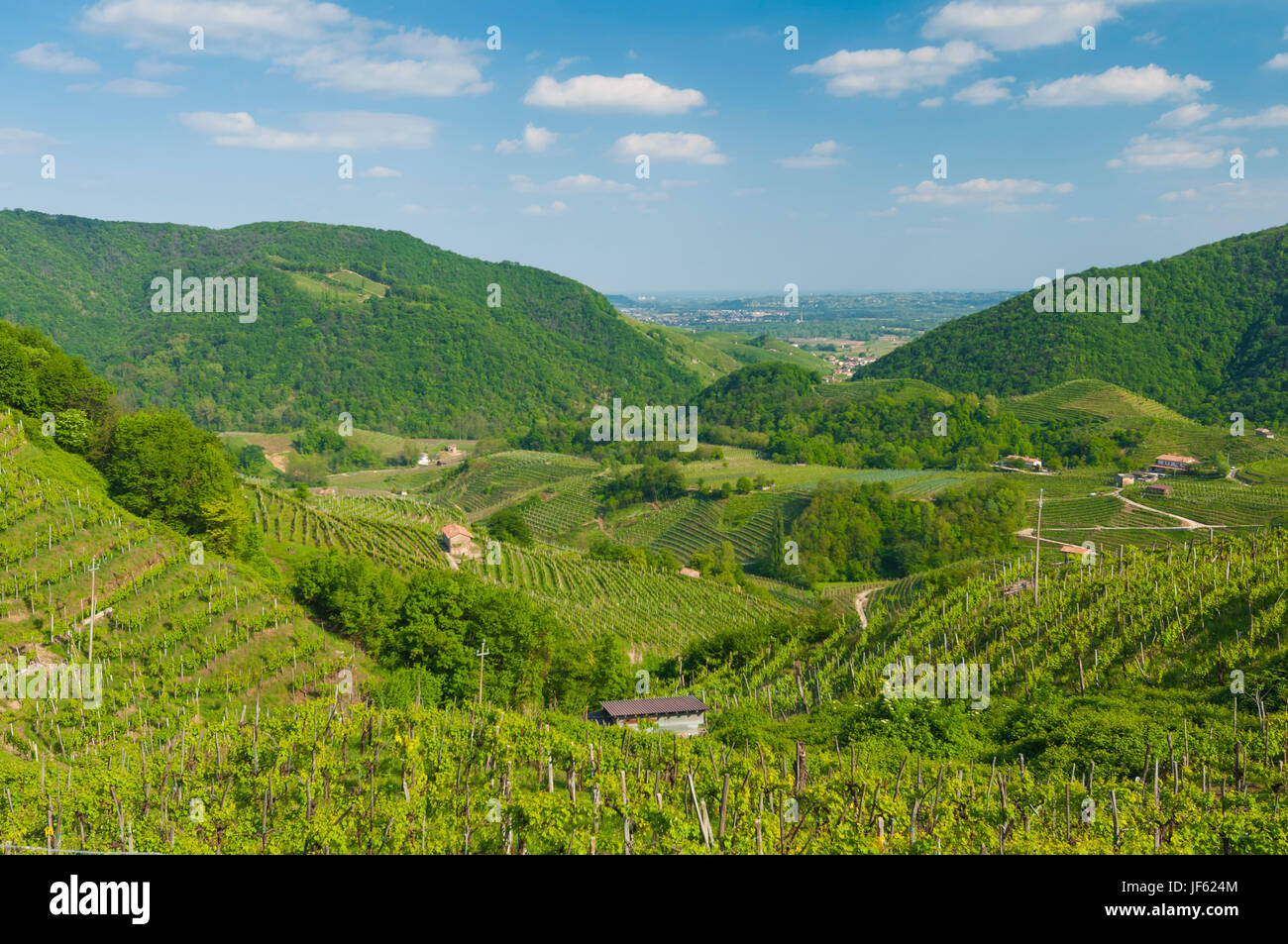 Beautiful vineyards at spring, on the  Valdobbiadene's hills, Italy. Taken on April 30, 2017. Stock Photo
