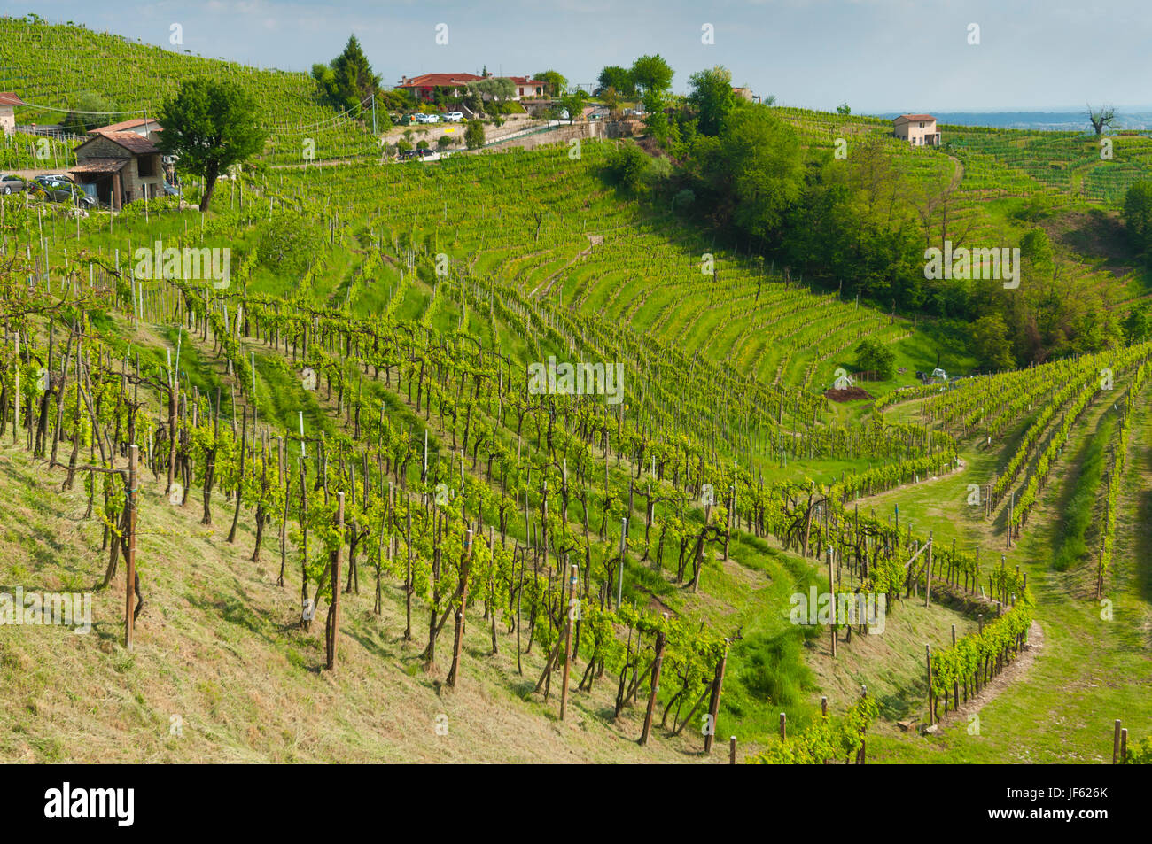 Beautiful vineyards at spring, on the  Valdobbiadene's hills, Italy. Taken on April 30, 2017. Stock Photo