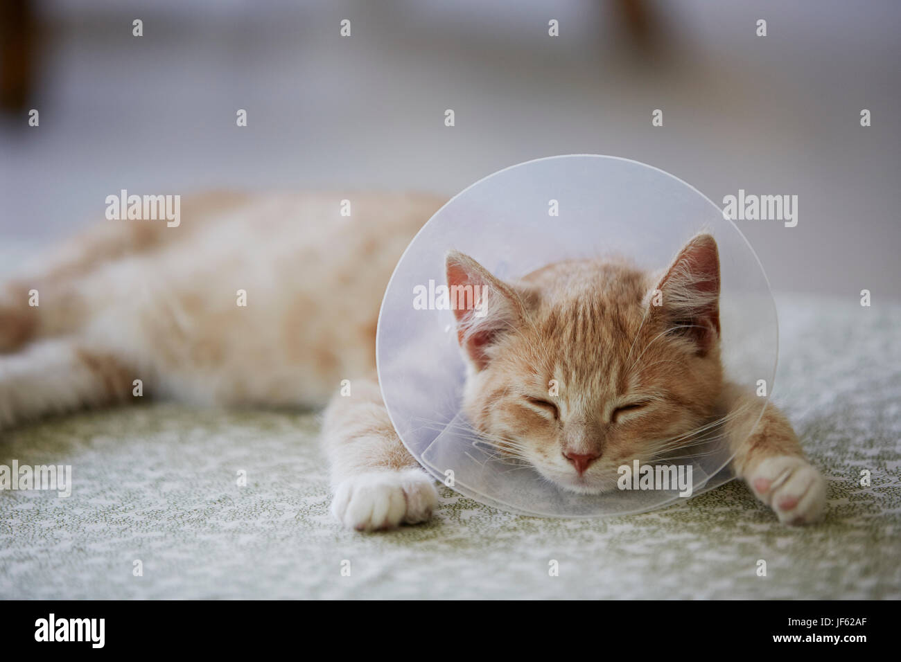 Cat wearing medical cone collar Stock Photo Alamy