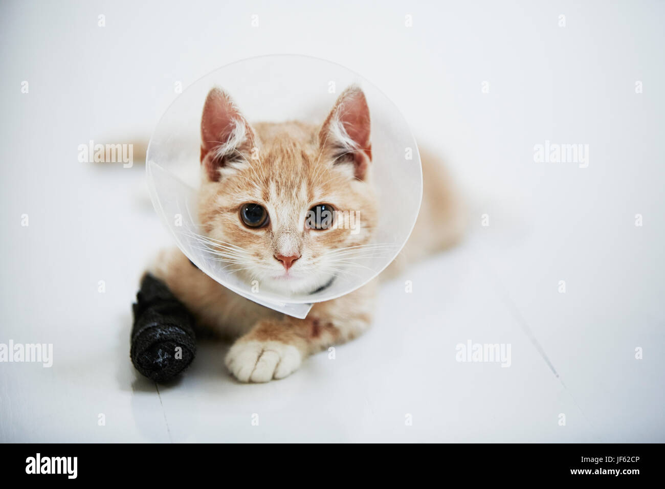 Cat wearing medical cone collar Stock Photo Alamy