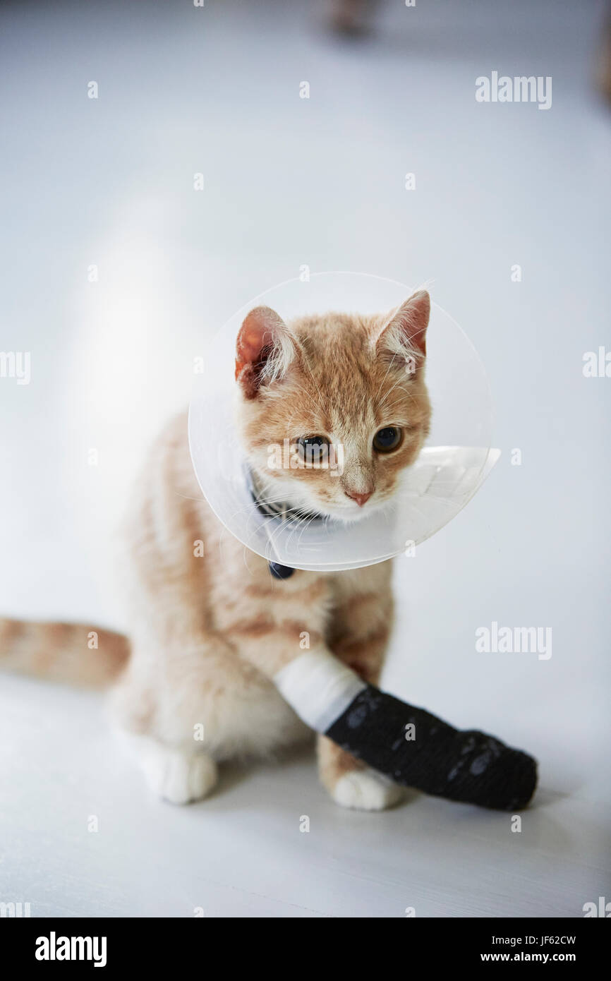Cat wearing medical cone collar Stock Photo Alamy