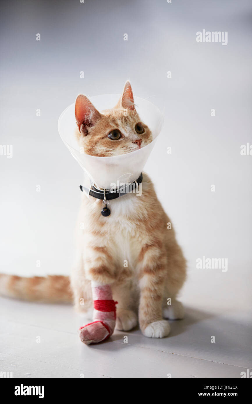 Cat wearing medical cone collar Stock Photo Alamy