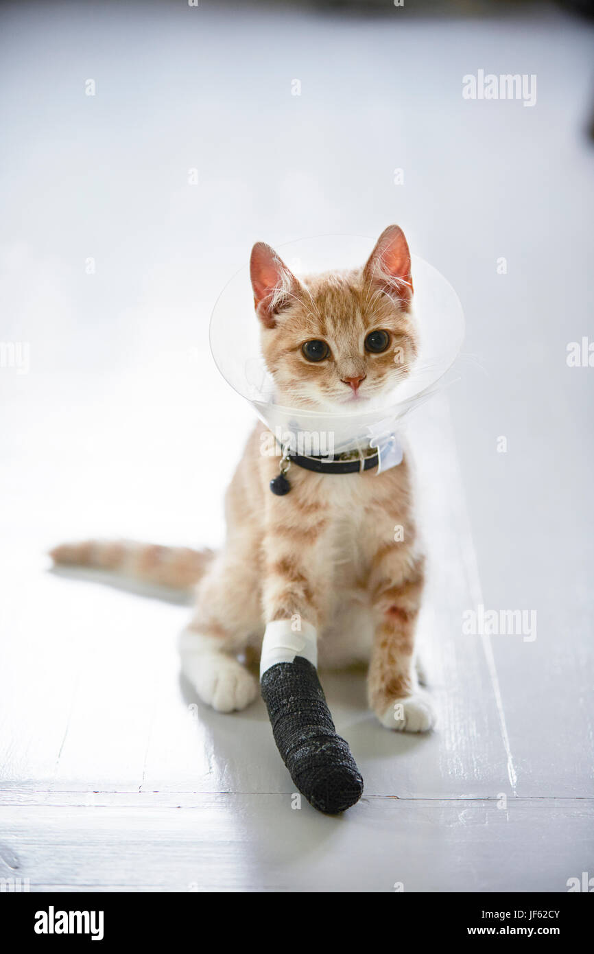 Cat wearing medical cone collar Stock Photo Alamy