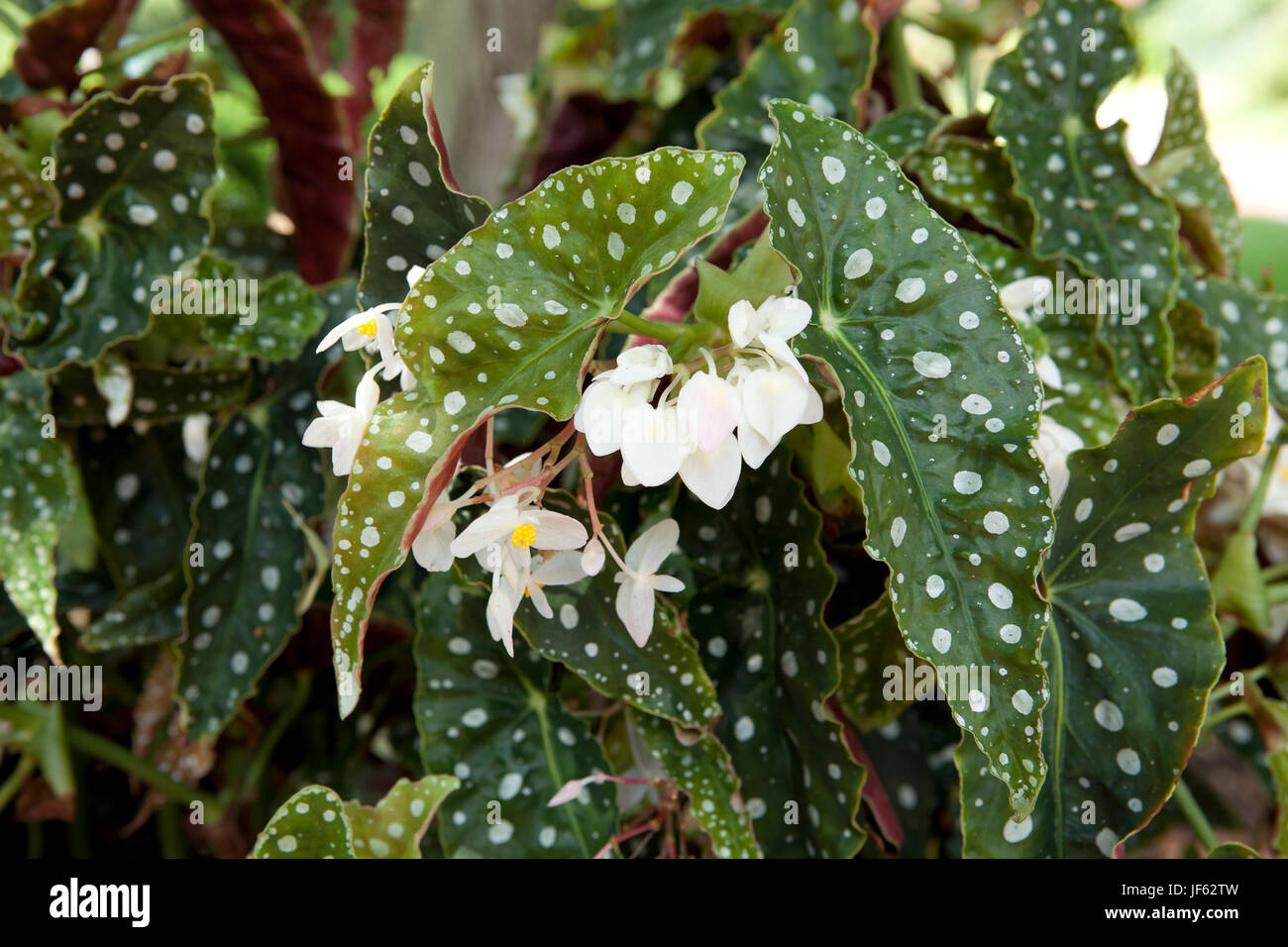 Begonia Wightii Begonia maculata variegata with white flowers ...