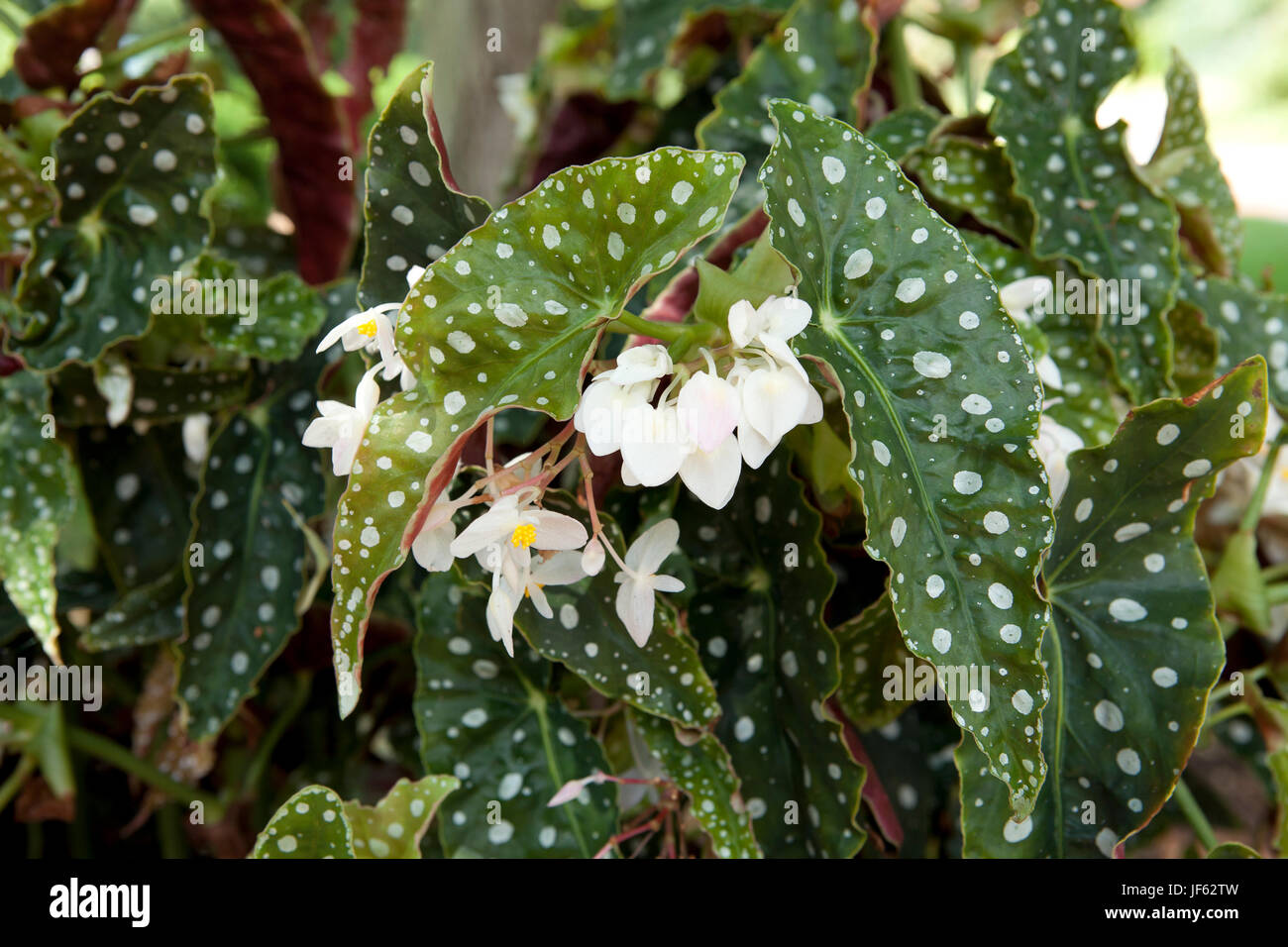Begonia Wightii (Begonia maculata variegata) with white flowers - USA Stock Photo