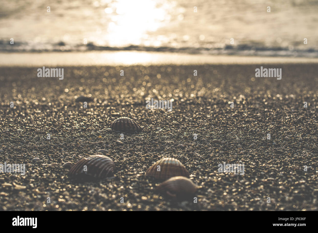 Clams on the beach Stock Photo Alamy