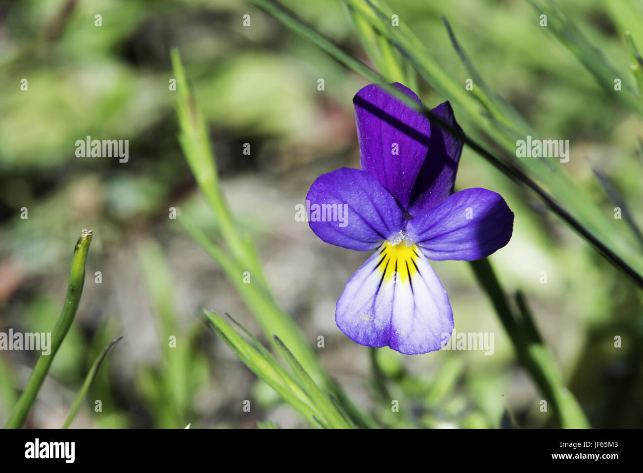 Violet flower and green leaves Stock Photo - Alamy