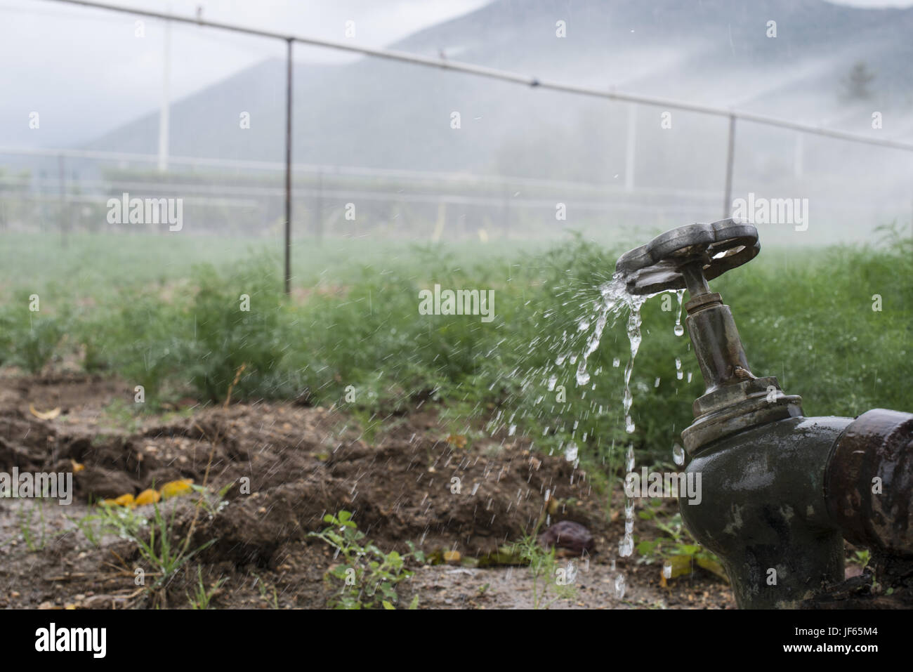 Pipes and tap water for watering plants Stock Photo Alamy