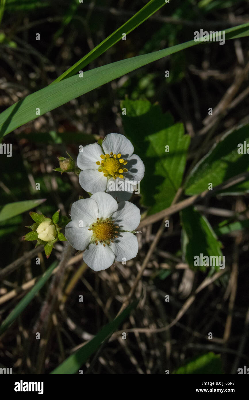 Small unknown white wildflowers in full sun light, in late spring