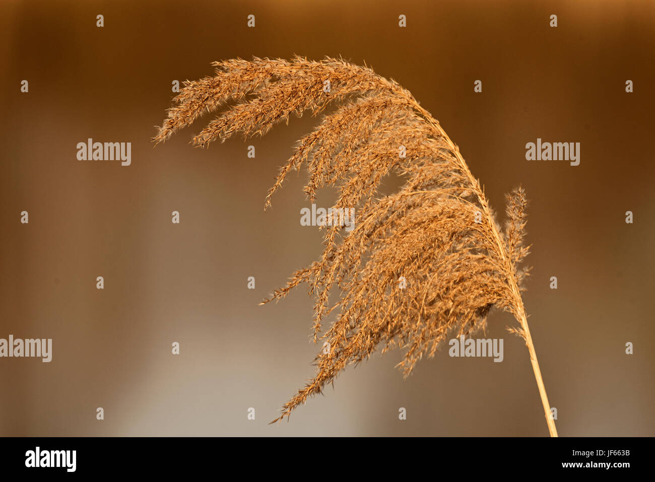 reed Stock Photo