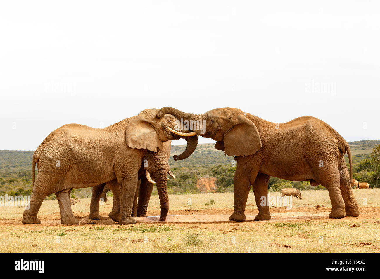 Bush Elephants playing with their trunks Stock Photo - Alamy