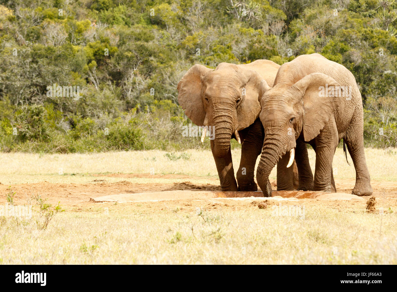 Two love birds elephants drinking water Stock Photo