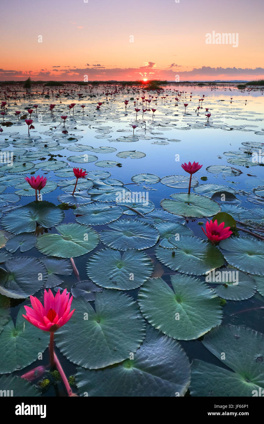 The sea of red lotus, Lake Nong Harn, Thani province, Thailand Stock Photo - Alamy