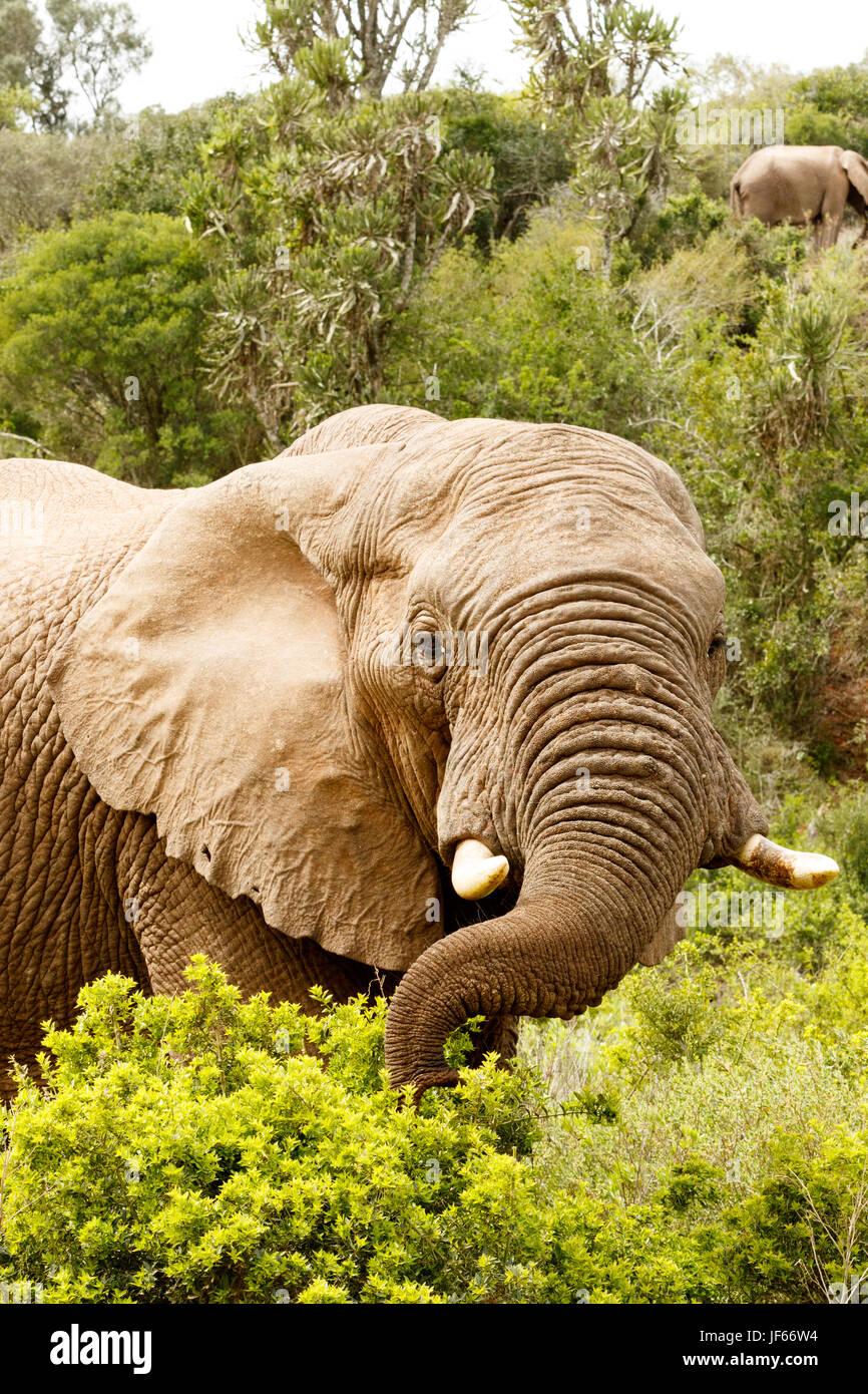 Elephant stretching to the branch with his trunk Stock Photo