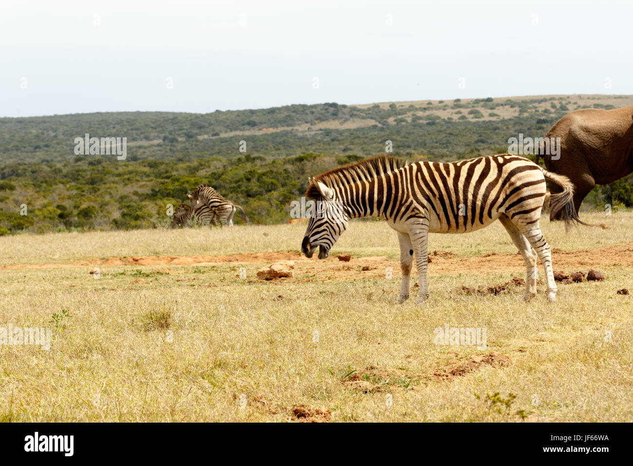 Subspecies of plains zebra hi-res stock photography and images - Alamy