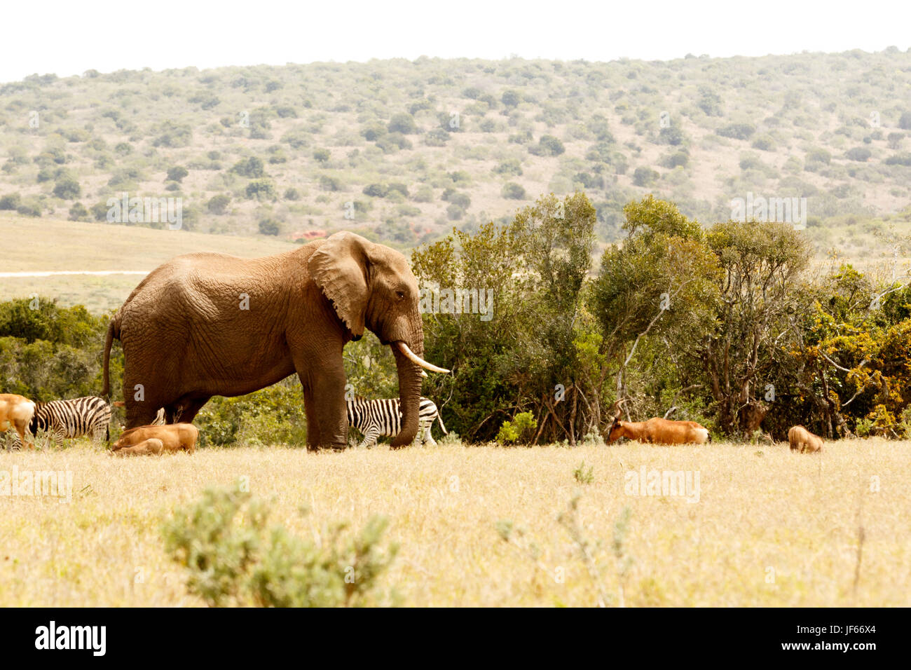 Bush Elephant surrounded with all the animals Stock Photo - Alamy