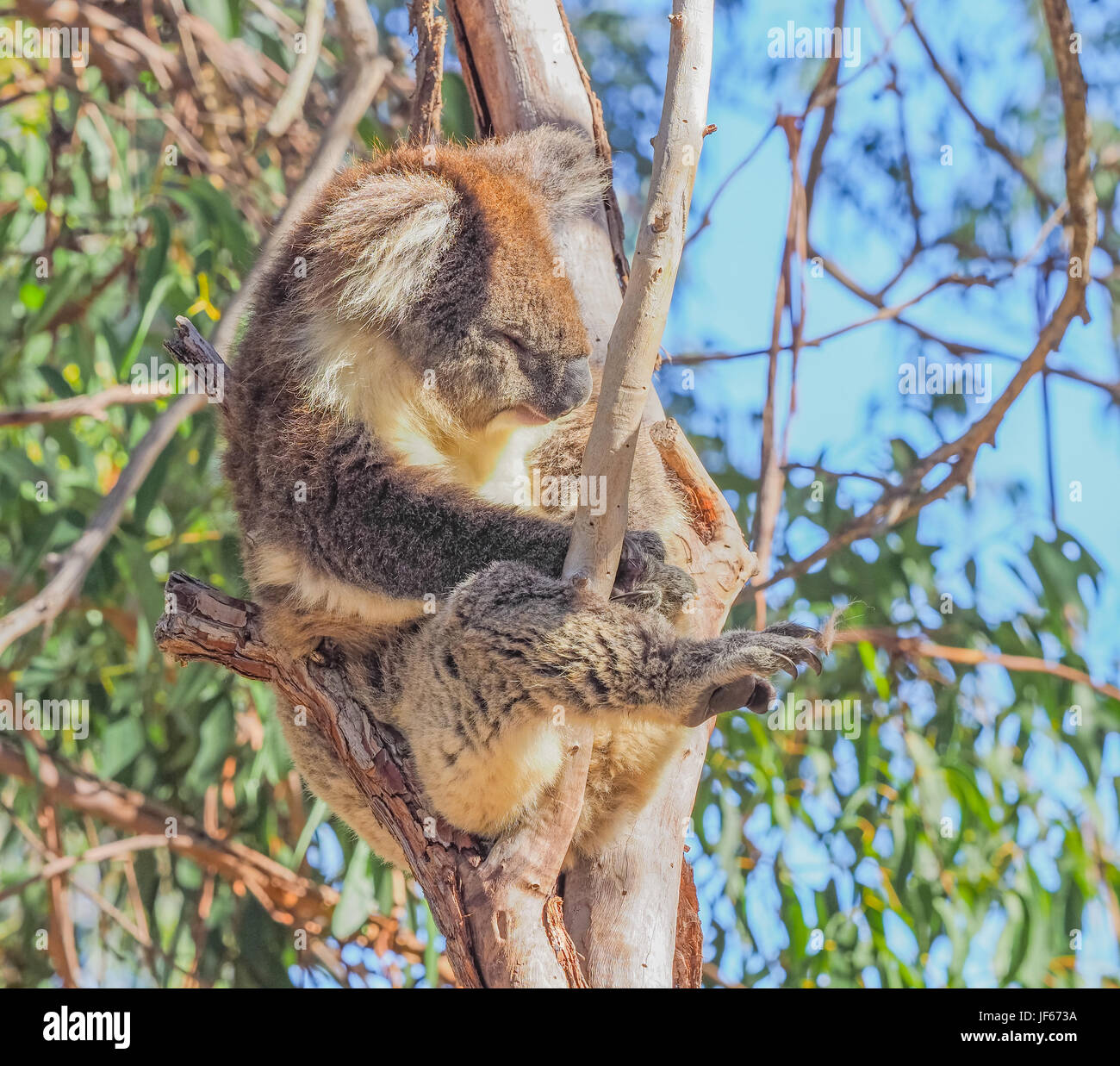 Koalas group tree hires stock photography and images Alamy