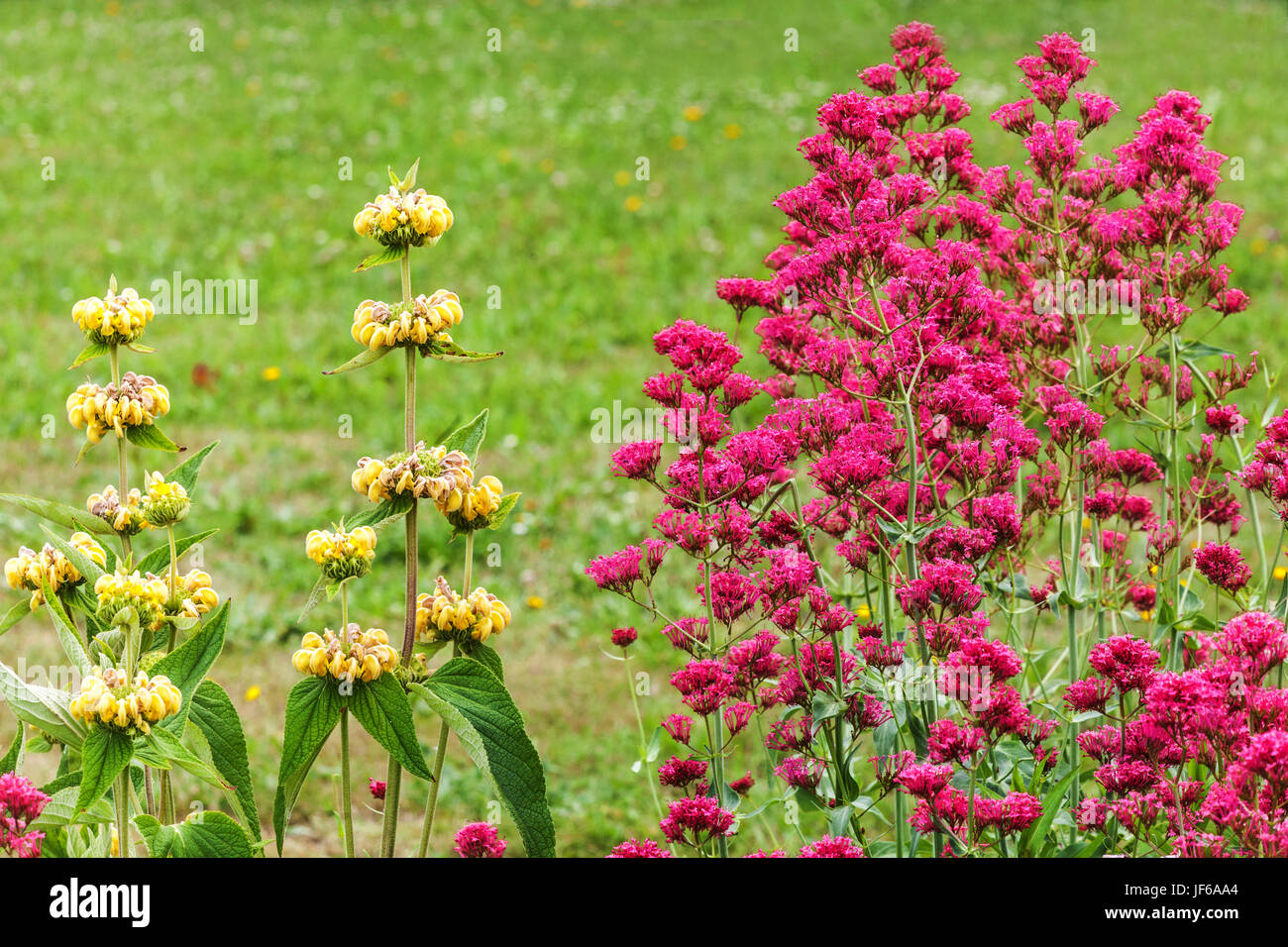 Red valerian Centranthus ruber 'Coccineus' and Phlomis russeliana in summer garden Stock Photo