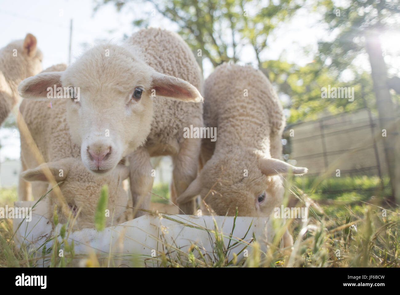 Lambs feeding from a white bucket Stock Photo