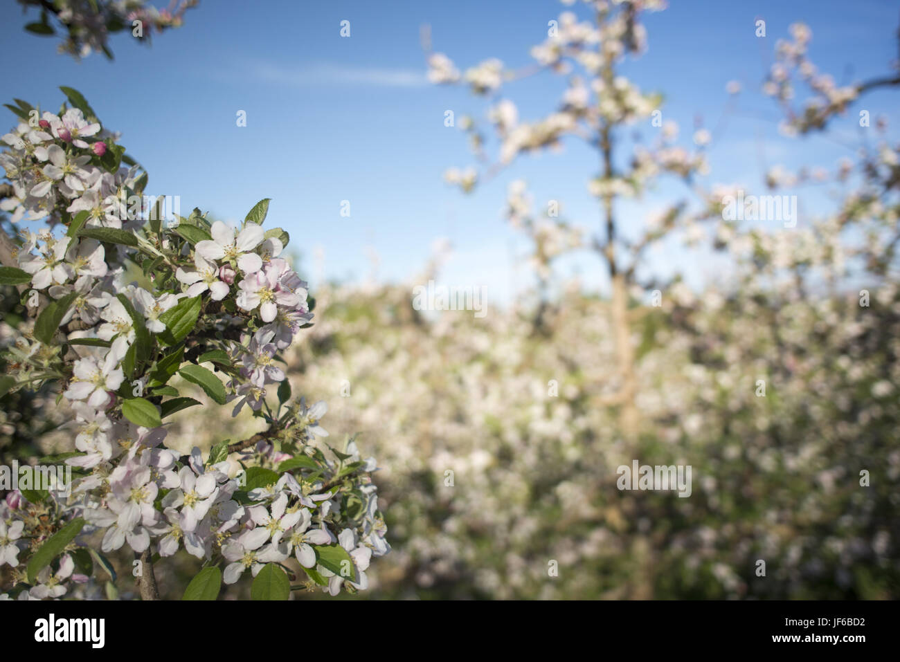 Blossoms on a pear tree in Spring Stock Photo