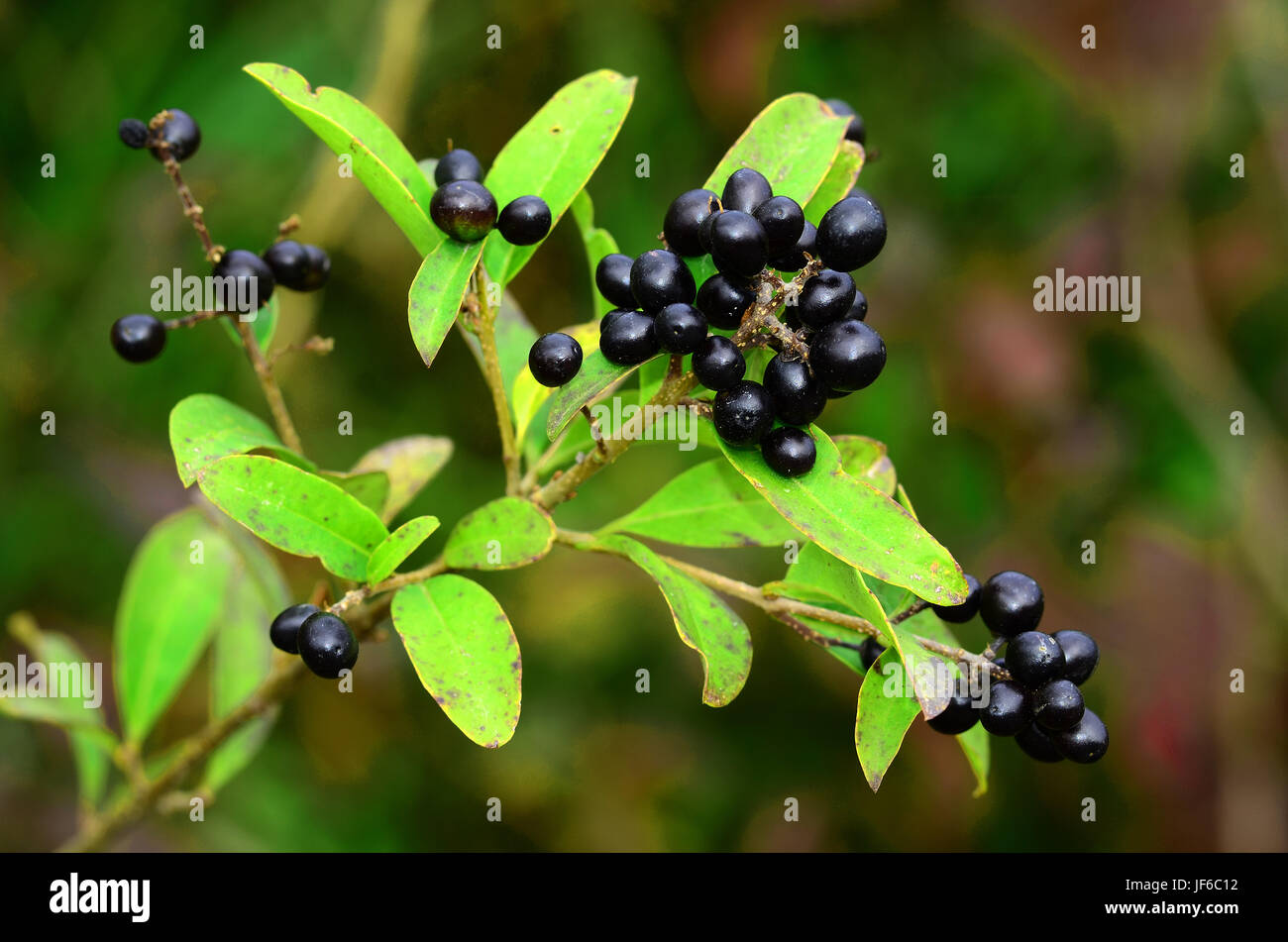 privet, berries, poisonous, blackberries Stock Photo