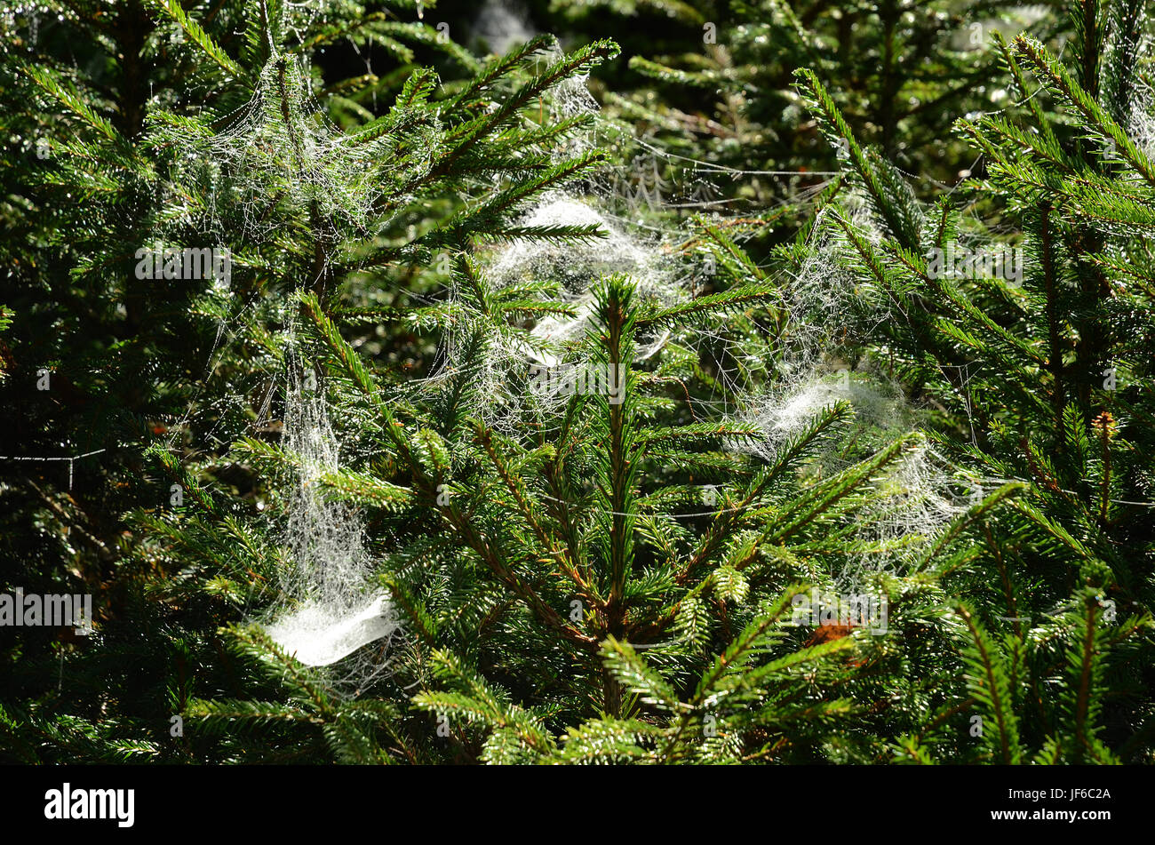 spiderweb, cobweg, gossamer, indian summer, Stock Photo