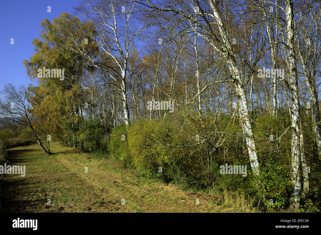 birch forest, bog, swamp, Stock Photo