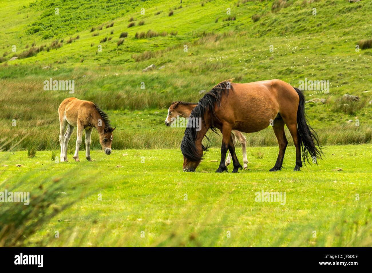 Beautiful Welsh Mountain Pony(s) with suckling foals roaming free along Blaen-Y-Nant green pastures in the Snowdonian peninsula,. North Wales Stock Photo