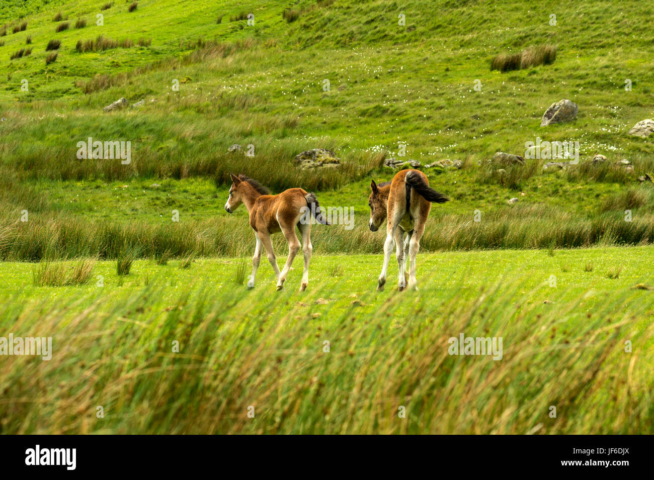 Beautiful Welsh Mountain Pony(s) with suckling foals roaming free along Blaen-Y-Nant green pastures in the Snowdonian peninsula,. North Wales Stock Photo