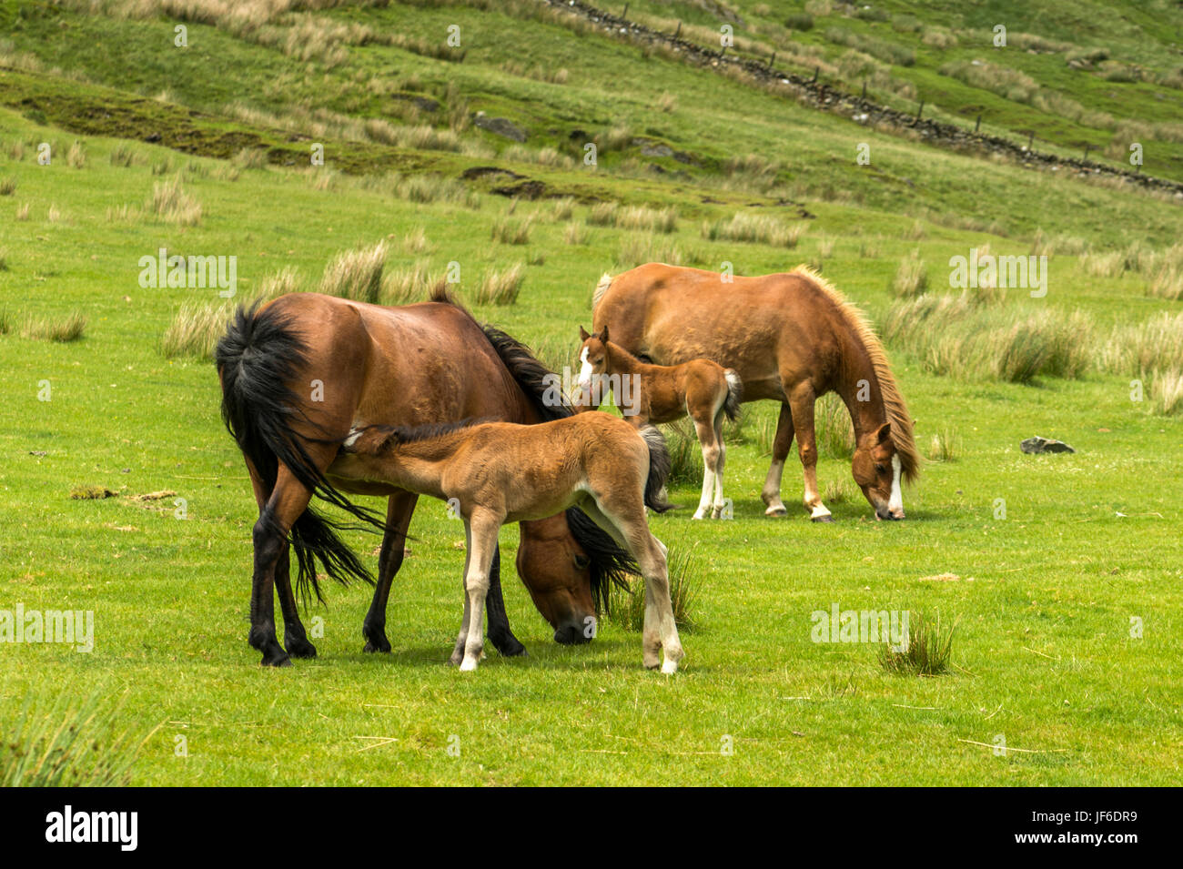 Beautiful Welsh Mountain Pony(s) with suckling foals roaming free along Blaen-Y-Nant green pastures in the Snowdonian peninsula,. North Wales Stock Photo