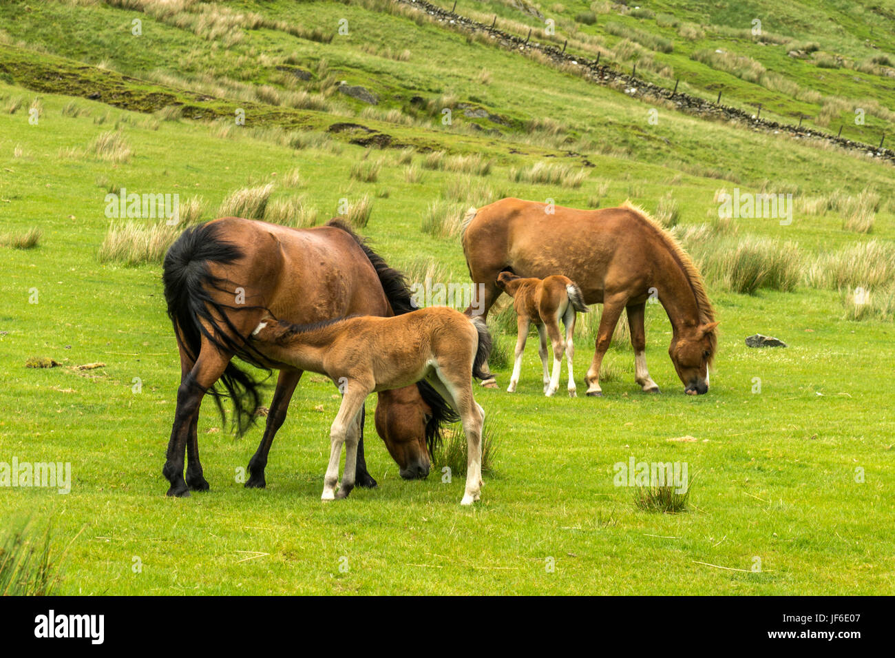 Beautiful Welsh Mountain Pony(s) with suckling foals roaming free along Blaen-Y-Nant green pastures in the Snowdonian peninsula,. North Wales Stock Photo