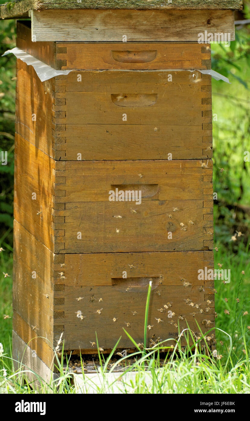 Langstroth hive Stock Photo