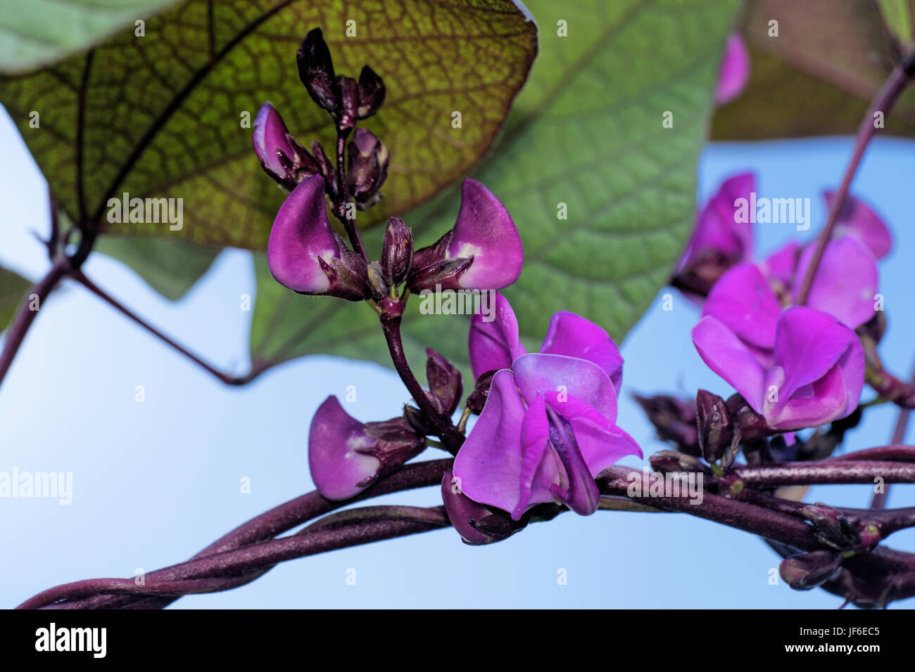 flowering lablab-bean Stock Photo