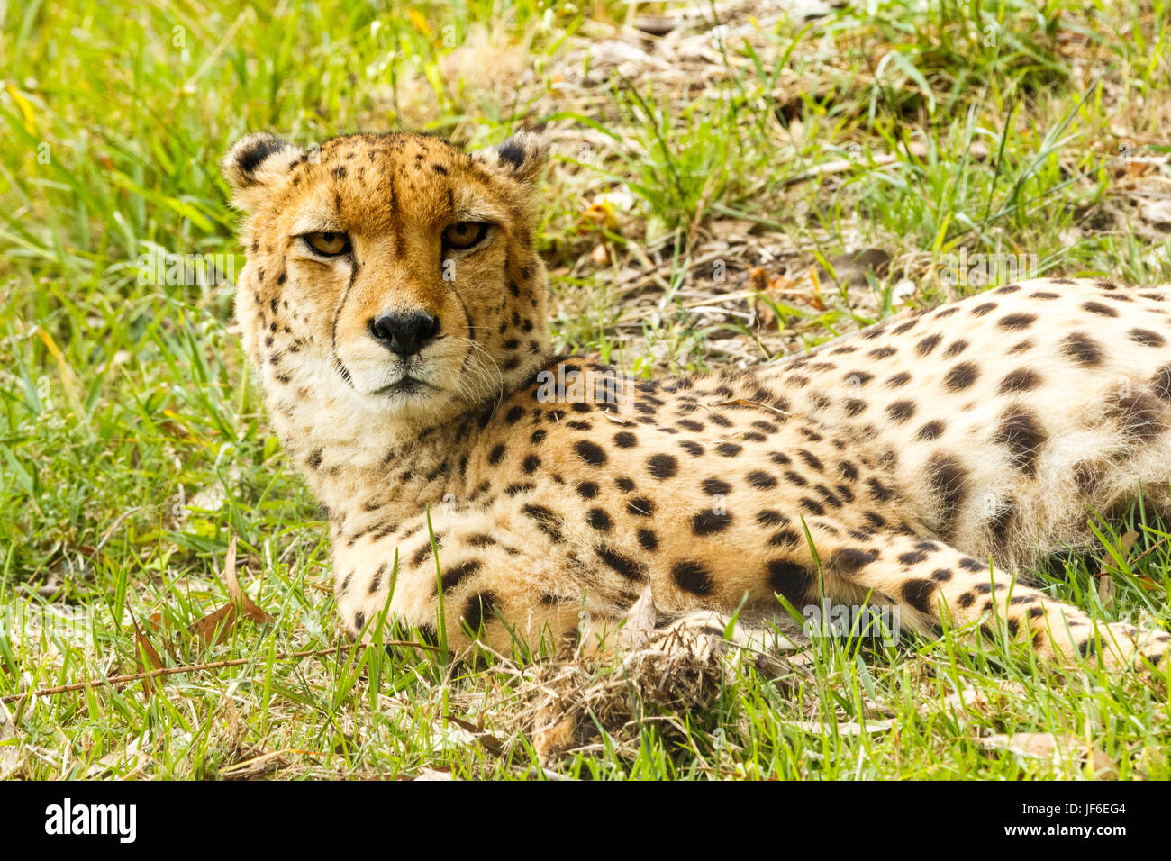 Cheetah lifting his head Stock Photo