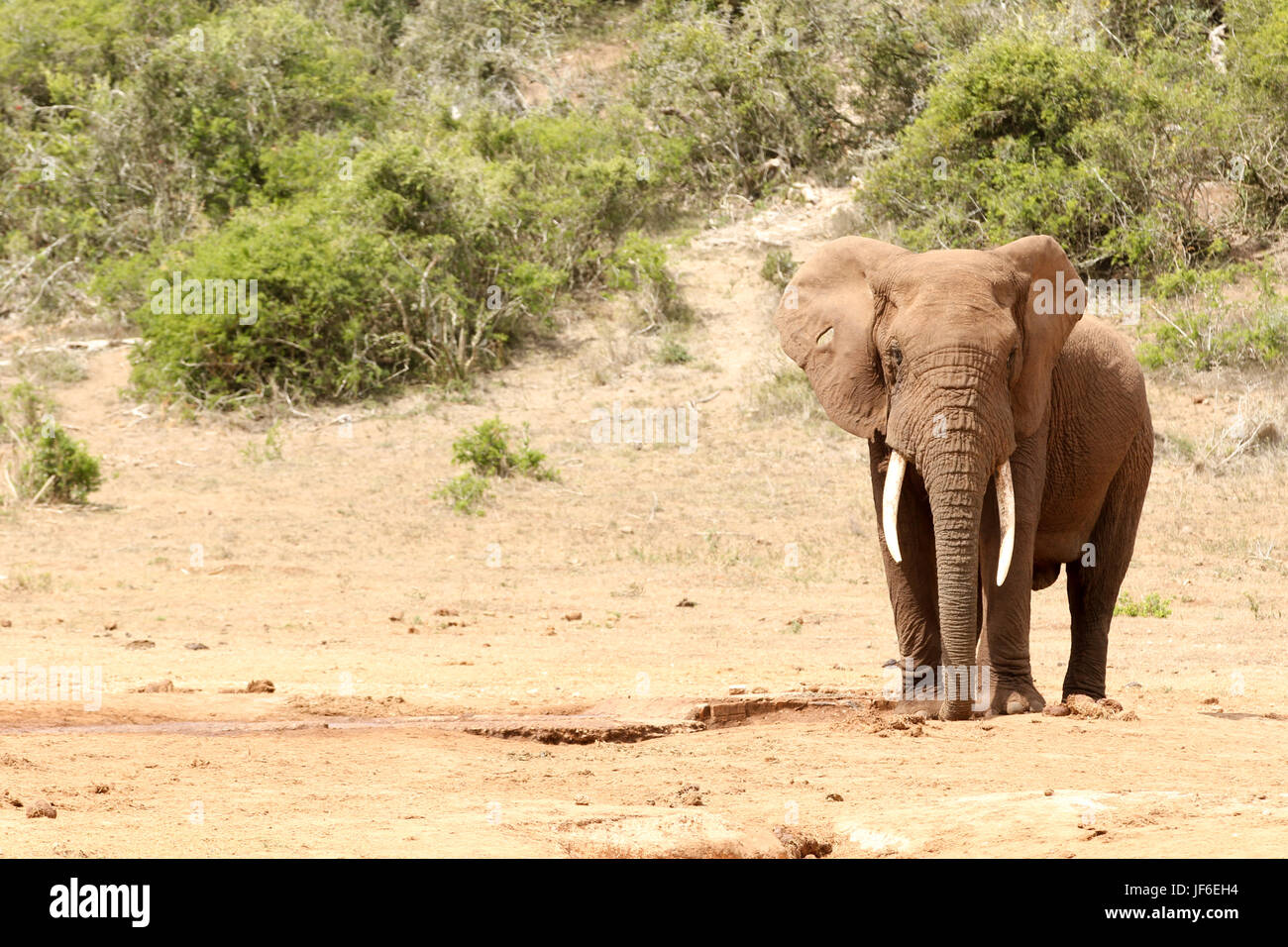 Bush Elephant standing alone Stock Photo