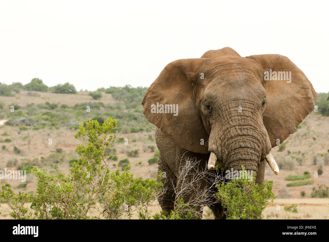 Bush Elephant eating behind the bushes Stock Photo