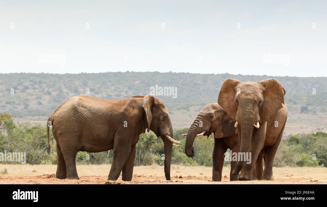 Bush Elephants gathering at the dam Stock Photo