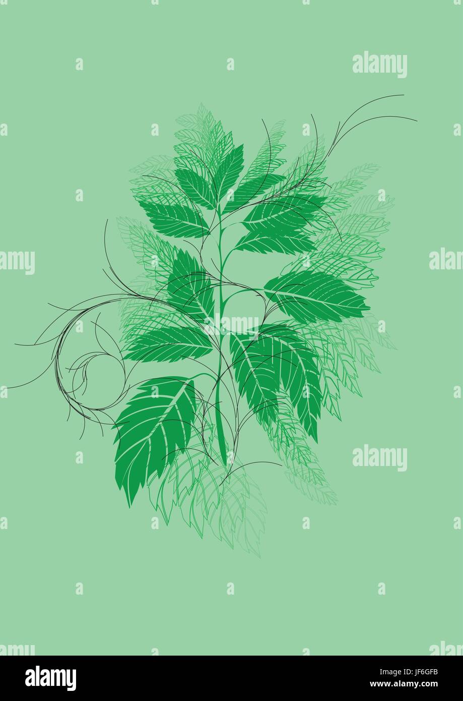leaf, illustration, sting, stinging, growth, herb, nettle, vector, organic, Stock Vector