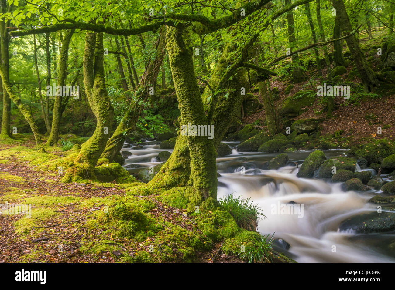 Moss covered trees with a fast flowing mountain stream Stock Photo