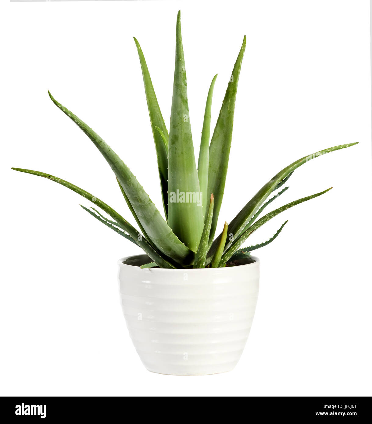 Isolated fresh Aloe vera plant in a flowerpot with its succulent leaves from which the soothing sap used for healing and medicinal purposes is derived Stock Photo