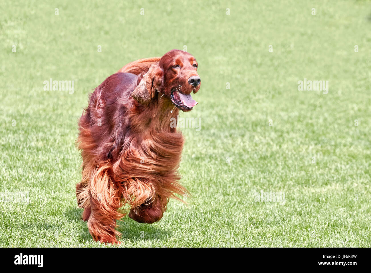 Irish setter runs across a green field, copy space on the right Stock ...