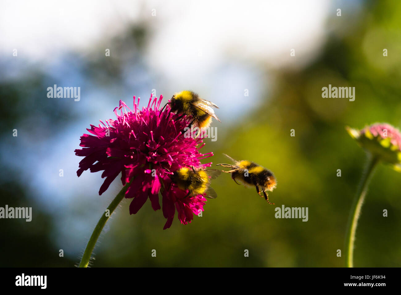 Macro shot of three bumblebees landing on a Knautia flower in a British garden in the summer. Stock Photo