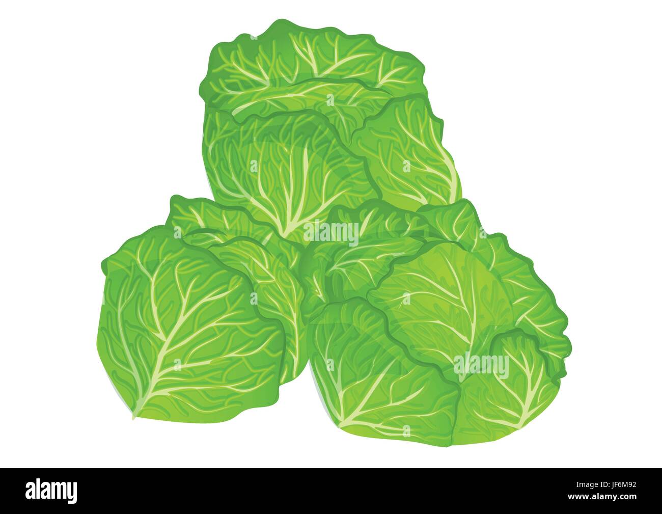 food, aliment, isolated, ripe, illustration, vegetable, diet, raw, cabbage, Stock Vector