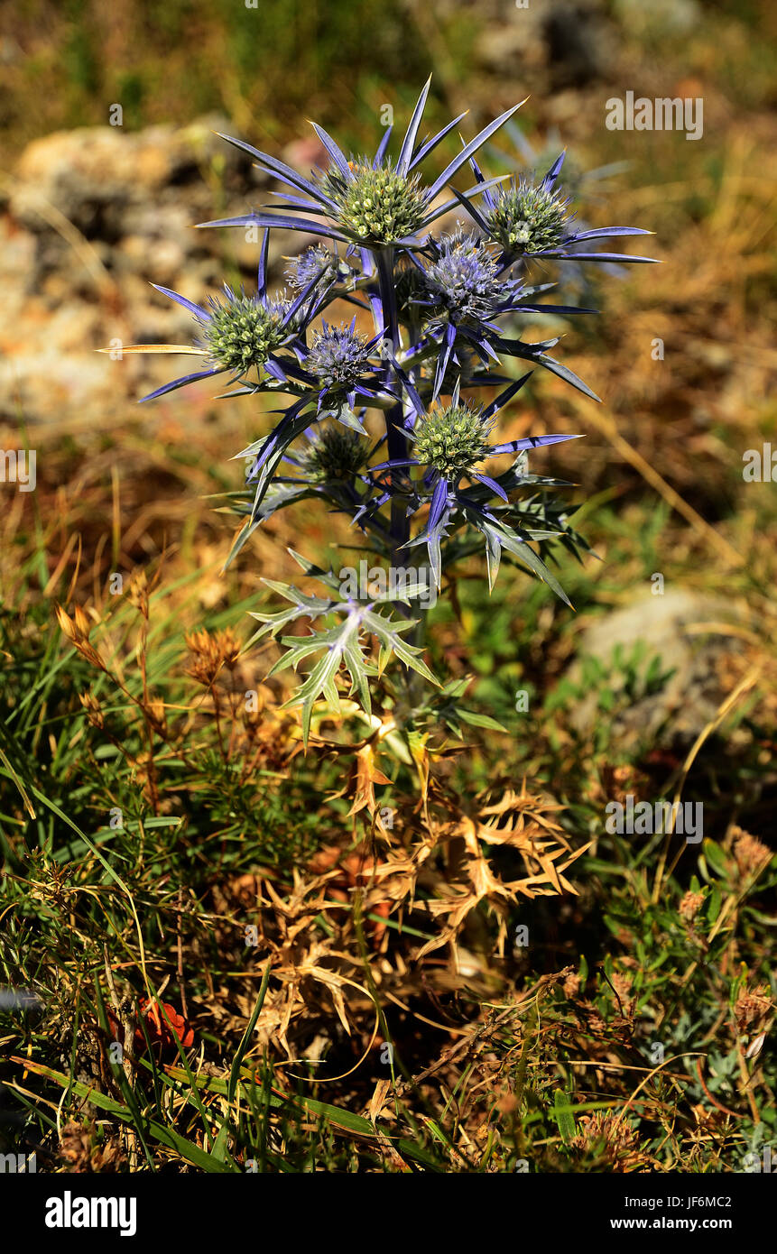 thistles blooming, flower, amethyst, blossom Stock Photo