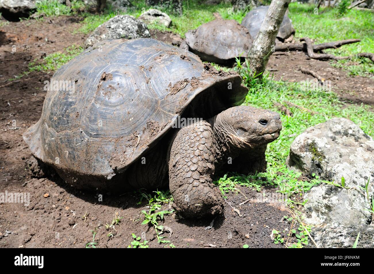 Giant Tortoises Galapagos Islands Ecuador Stock Photo